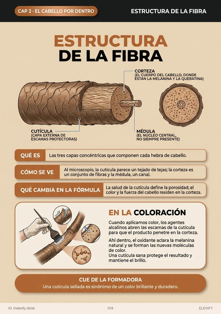 Estructura de la fibra